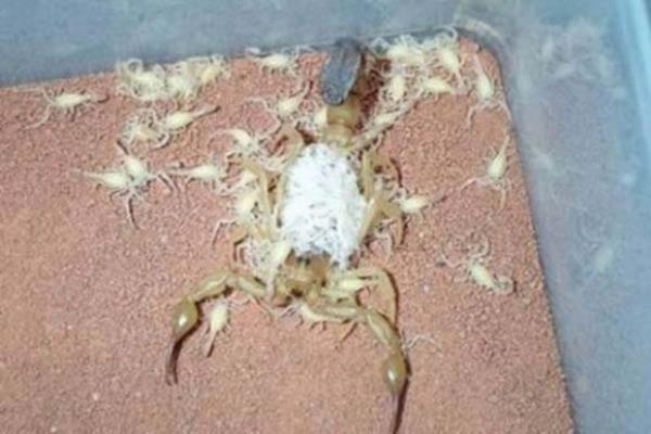 Biraz zaman getikten sonra sihirli dnm balyor ve o zehirli hayvan ortaya kyor.