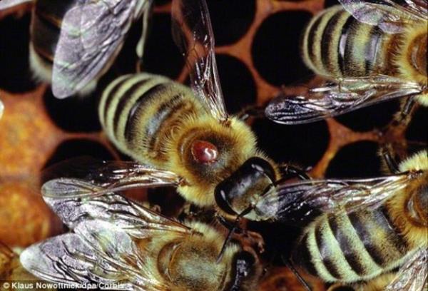 En son tyleri kan arlar uarak zgrlne kavuuyor.