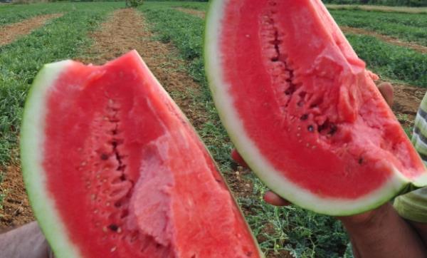 Ancak burada dikkat edilmesi gereken nokta karpuzun da eker ierdiidir. Yani 1 kase yerine btn 1 karpuzu yerseniz (4.5 kg kadar) hem kan ekeriniz ykselir hem de yaklak 250 gram eker yemi olursunuz.
