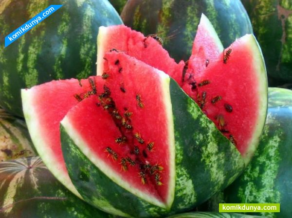 spanyol bilim insanlarnn yapt almaya gre karpuzun bu zellii ierdii L-citrulline adl bileenden kaynaklanyor. L-citrulline amino asidi vcut tarafndan temel bir amino asit olan L-arginin&#8217;e dntrlyor. L-arginin ise kan dolamn gelitirerek kan damalarn rahatlatyor ve ar egzersizler sonras sk grlen kas arlarn hafifletiyor.