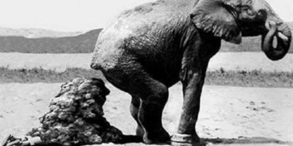 Bir fil bakcs filin temizlii ile ilgilenirken filin dks altnda kalp can verdi.