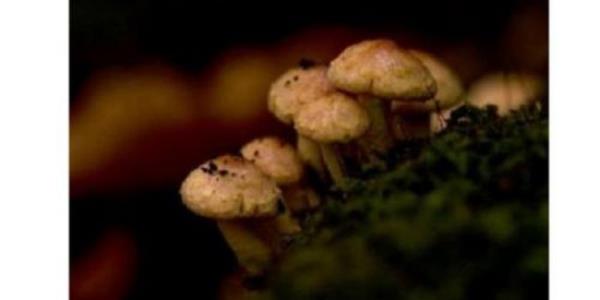 Mutlulukla topladmz zehirli mantarlar yiyerek zehirleniriz!