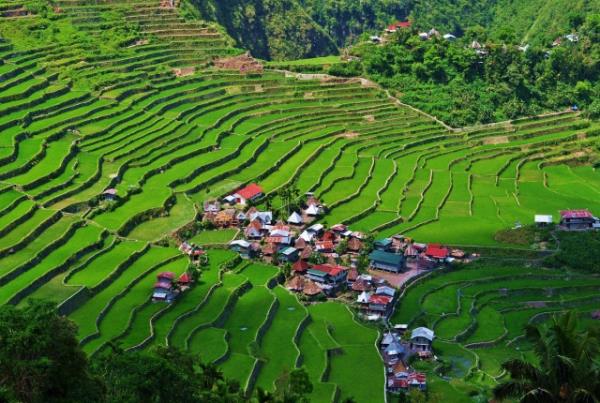 Pirin Teraslar-Filipinler