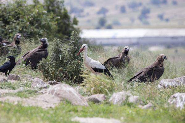 Bolu'nun Drtdivan ilesinde 'Akbaba  Lokantas' adyla oluturulan besleme istasyonunda, blgede yaayan ve aralarnda  "kara akbaba"nn da bulunduu nesli tehlike altnda olan 4 tr akbabaya besin  destei salanyor.