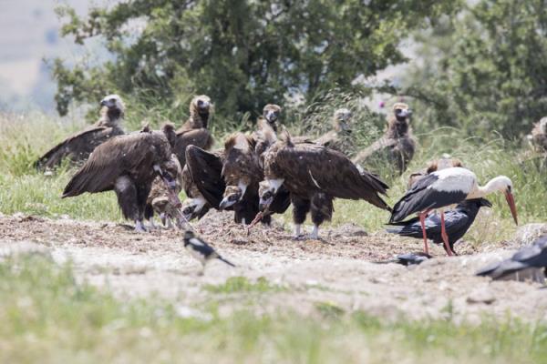 projenin yola k amac nesli tehlike altnda olan 4  tr akbabann poplasyonunun korunmas iin besin destei salamak