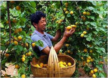 - Sodyum d�zeyi d���k, potasyum d�zeyi y�ksek olan kay�s�, v�cutta kan bas�nc�n�n d�zenlenmesinde, y�ksek tansiyonun denetiminde �nemli etkisi olan bir meyvedir.