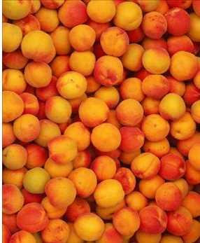 Kay�s� (Prunus armeniaca), G�lgiller familyas�ndan gelir. �ekerpare, �am, Tokalo�lu, Darende, �mrahor, Hac�k�z, Hasanbey, Muhittinbey, Canino, J Foulon, Precoce de Colomer ve Screare gibi pek �ok �e�idi vard�r. Kay�s�n�n kendili�inden yeti�en yabanisine zerdali ad� verilir.