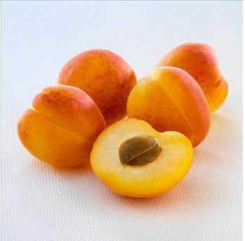 Kay�s�’n�n ana vatan� tarihi olarak T�rkistan yani Orta Asya’d�r. Kay�s�; 5000 y�ld�r T�rkistan yani Orta Asya b�lgesinde bilinmekte ve tar�m� yap�lmaktad�r.