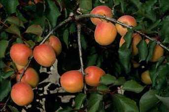 - Kay�s�; ba����kl�k sistemini g��lendirir kans�zl��a iyi gelir, kan yap�m�na yard�mc� olur ve sinirleri yat��t�r�r, uyku d�zenine yard�m eder.