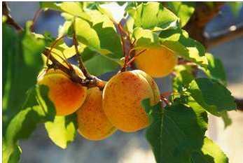 - Kay�s� ya� ve kuru olarak; fonksiyonel g�dad�r. Yani �nleyici, koruyucu ve destek g�dalardand�r. Yani sa�l�kl� ve iyi ya�am i�in gerekli g�dalardand�r.