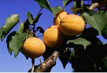 Kay�s�; ya� kay�s�, kuru kay�s�, kay�s� suyu, kay�s� ho�af�, kay�s� �ekirde�i olarak t�ketilmektedir.