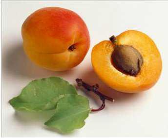 - Kay�s� �ekirde�i ve ya��, kozmetikte de kullan�lmaktad�r.<br>    - Kay�s� �ekirde�i; % 16.76 protein, % 5.17 sel�loz ve % 41.7 oran�nda ya� i�erir.