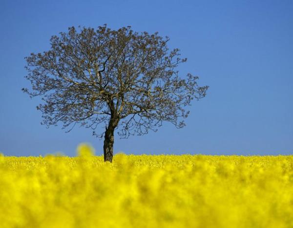 ieklerin arasnda bir aa...  Lozan / svire