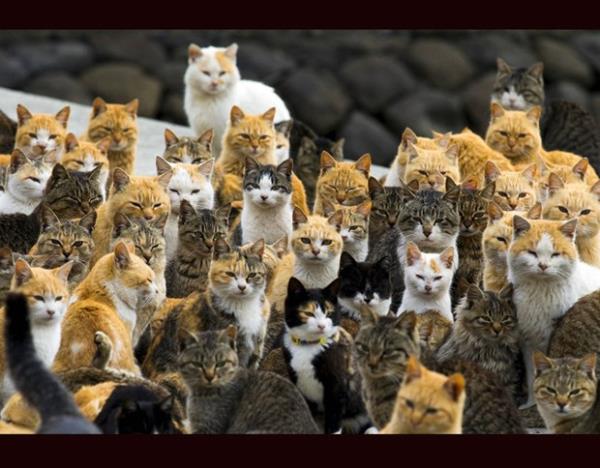 aponya'nn gneyindeki kedi topluluu...  Ehime / Japonya