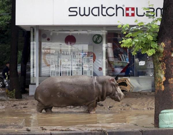 Sel nedeniyle hayvanat bahesinden sokaklara taan hayvanlar ilgin manzaralara neden oldu.-  Tiflis / Grcistan