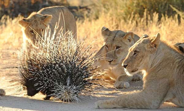 Kendilerine av olarak setikleri kirpiye bir trl yaklaamayan yavrular ne yapacaklarn bilemedi.