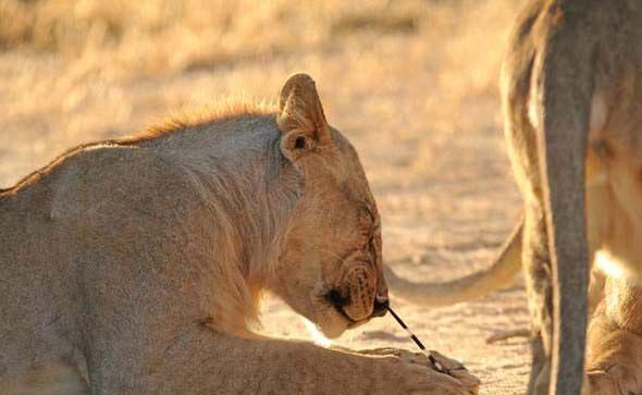 Ac iinde dikeni karmaya alan aslan kameralara ite byle yansd...