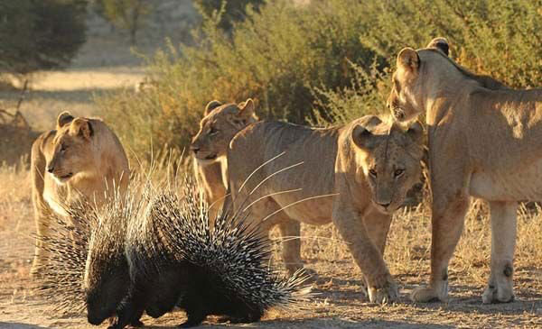 Yavru aslanlarn kirpilerle imtihan olayl bitti.