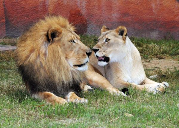 2- Aslanlar neden kkrer?