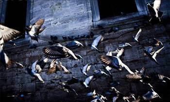 Mimar Sinan, bir gn, dostlarndan ve devrinin air ve ediplerinden Mustafa Sa elebi'ye gelerek, "ok kocadm. sterim ki, ldkten sonra adm unutulmasn. Hizmetlerim anlp hayrla anlaym. Anlatacam hatralarm nazm ve nesir diliyle yazar msn?" der.