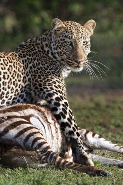 Daha sonra geri dnen ve avn tekrar almak iin hamle yapan leopar, enesi olduka gl srtlana kar verdii mcadeleyi kazanarak ziyafetine devam etti.