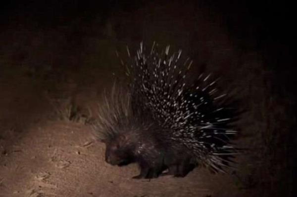 Bana gelecekleri hisseden kirpi, kendini korumak amacyla dikenlerini kaldrnca aslanlarn kirpiyi aparatif yapma hayalleri de suya dt.