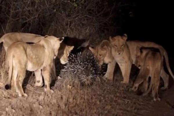 17 aslan tek bana yendi!