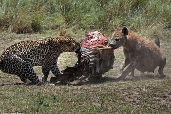 Kenya'nn Masai Mara blgesinin geni otlaklar bir leoplarla srtlann amansz mcadesine sahne oldu. Bir zebray avlayarak kendine ziyafet ekmek isteyen leoparn davetsiz misafiri vard.