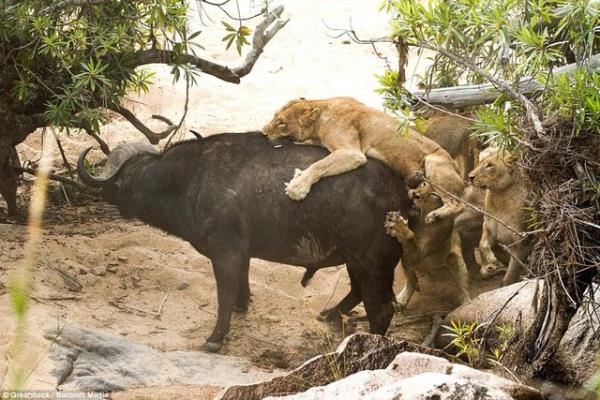 Be a dii aslan ellerinden kardklar yal bufalodan sonra bo midelerle olay yerinden ayrld.