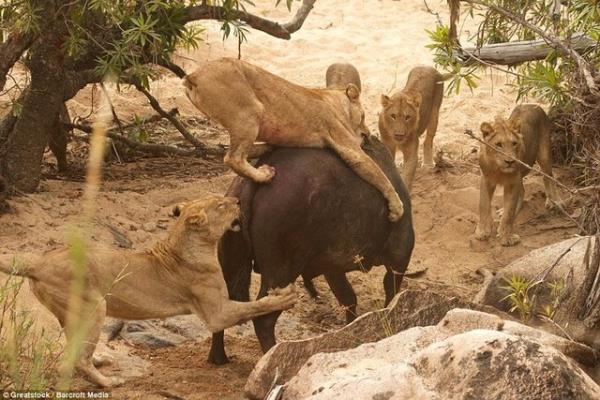 Yal ve tek bana olmasna rapmen bufalo canndan olmay reddederek, dii aslanlarla mcadeleye balad.