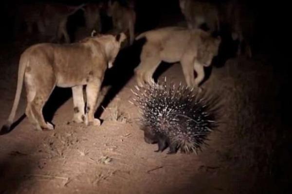 Uzun sre aslanlara kar mcadele veren cesur kirpi kendisine ynelen penelere dikenleri ile karlk verince mcadelesinin karln ald ve aslanlar bir sre sonra pes etmek zorunda kald.