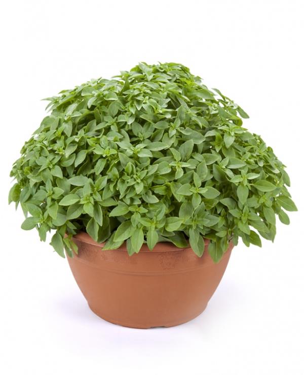 FESLEEN YA DA REYHAN KURTARICINIZ OLABLR!<br>Sivrisineklere kar en etkili yntemlerden biri de odanzda fesleen ya da reyhan bulundurmak. Yntemin daha etkili olmasn istiyorsanz bu iki bitkiyi baucunuzda bulundurmanzda fayda var!