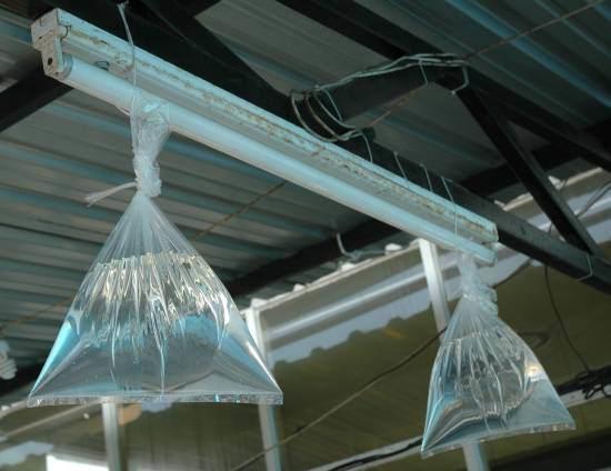 Karadeniz&#8217;de uygulanan yntemlerden biri de lambanzn zerine bir poet su asmak.