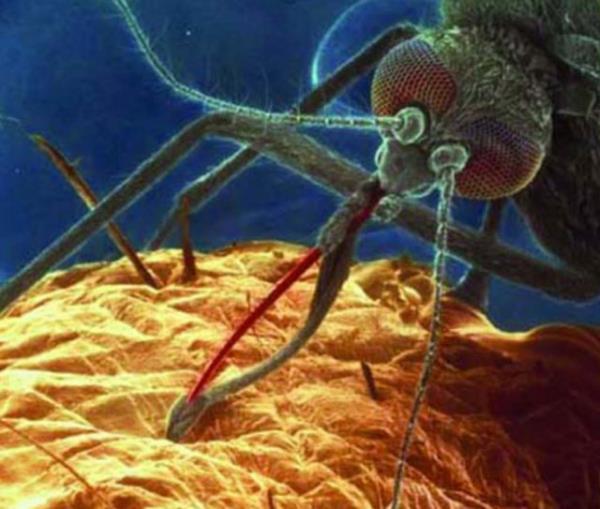 Japonya'da yapılan bir araştırmaya göre, sivrisineklerin kan grubu 0 olan kişileri ısırma ihtimali, kan grubu A olanları ısırma ihtimalinden iki kat daha yüksek.