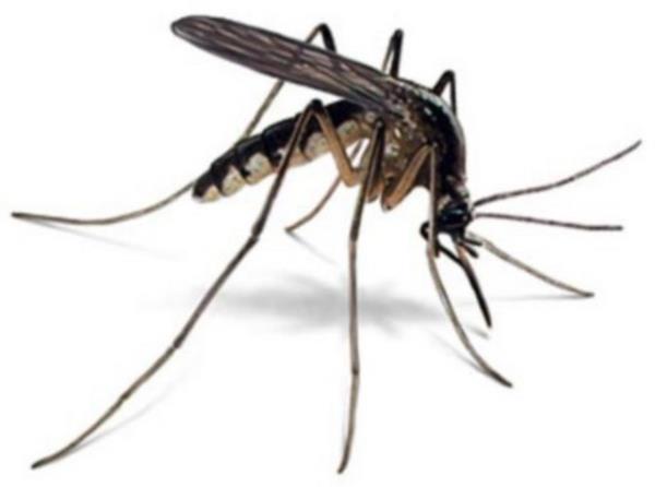 Bilim adamı Bart Knols, yaptığı bir araştırmada, sivrisineklerin vücutta en çok ayak kokusuna geldiğini, ayaklar kokulu bir sabunla yıkandığı zaman ise vücudun diğer bölgelerine yöneldiğini keşfetti.