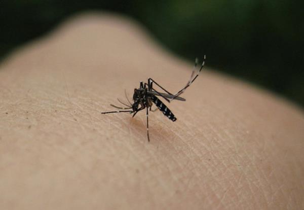 Koehler, ovülasyon (yumurtlama) döneminde sivrisinek ısırma riskinin daha yüksek olduğunu belirtiyor.