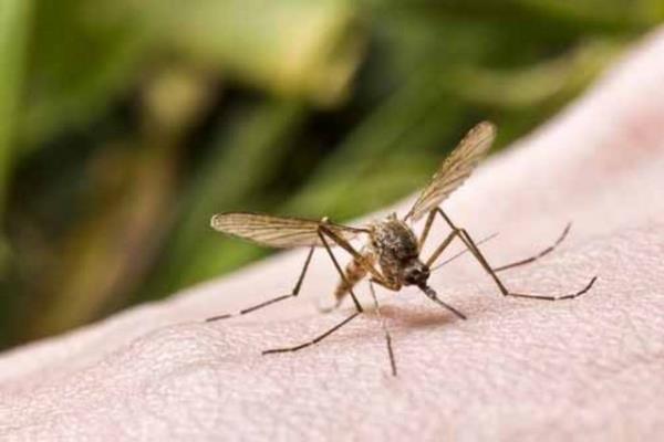 Florida Üniversitesi'nden Dr. Phil Koehler, parmak izi gibi insandan insana değişiklik gösteren metabolizma ve vücut kimyasının sivrisineklerin hedeflerini belirlemede önemli bir rol oynadığını kaydetti.