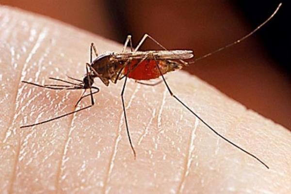 Hamilelerin sivrisinek ısırığına maruz kalma riski de hamile olmayan kadınlarla karşılaştırıldığında daha yüksek.