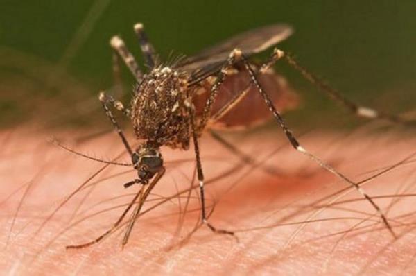 Araştırmacılar, sivrisineklerin 0 grubu kanı daha "lezzetli" bulduğunu dile getiriyor.