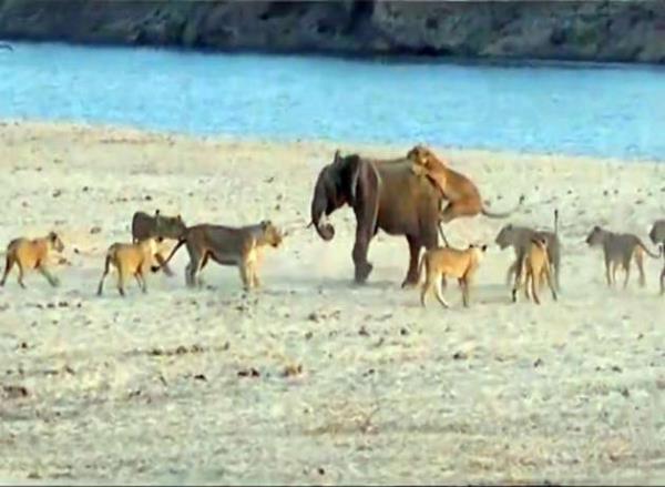 Mcadelenin sonunda aslanlardan kurtulmay baaryor.