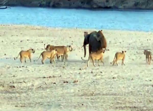 Gen fil kendisine saldran 14 aslanla amansz bir mcadeleye giriiyor.