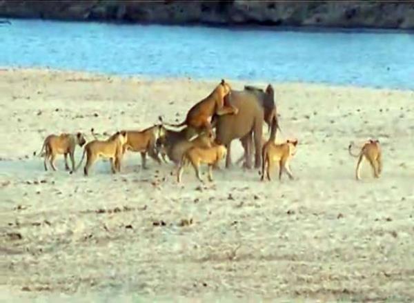 Srsnden ayrlan gen fili farkeden aslanlar saldrya geti.