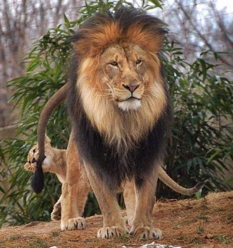 Dinlenmeye ekilen bir erkek aslan yavrusunun oyunlarndan bknca, hmla onu kovalamaya balad.