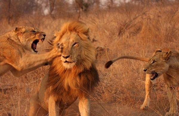 Sert pene darbeleri ve srklarla akna dnen erkek aslan, iki dii aslann karsnda areyi kamakta buldu.