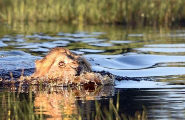 Aslann kendi blgesine girdiini fark eden timsah bu davran tehdit olarak alglyor ve aslann zerine gidiyor.