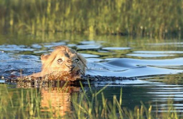 Genelde korkan bir aslan grmek neredeyse imkanszdr. Ama baz durumlar var ki aslanlarn korktuuna ahitlik edebilirsiniz.
