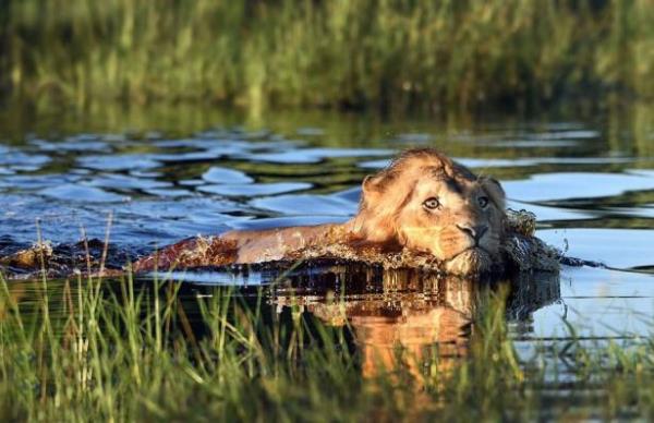 Nehirde serinleyen bir aslan farknda olmadan timsahn blgesine giriyor.
