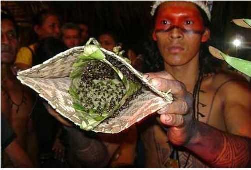 Brezilya'da, Amazon ormanlarnn derinliklerinde yaayan Satere-Mawe kabilesinde, yetikinlie adm atmak isteyen her ergen, sr olduka ac verici olan karncalarn doldurulduu eldivenleri giymek zorunda.