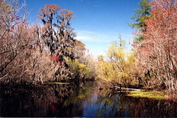 Manchac Batakl, Louisiana-  Bu yer ayn zamanda &#8220;hayalet bataklk&#8221; olarak da biliniyor.