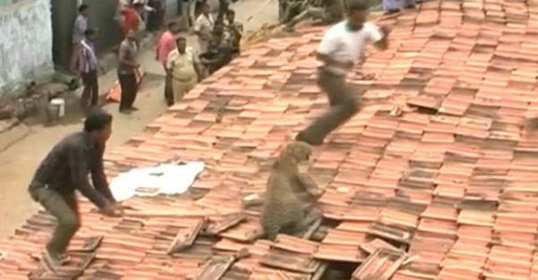 Leopar saldrs nedeniyle en az be kii eitli yerlerinden yaralanrken, halk korkuyla uzun bir sre evlerine kapand.